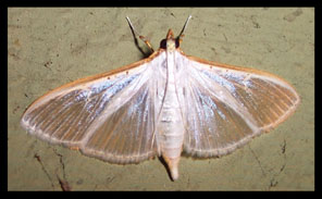 Panorpa cognata e Palpita vitrealis